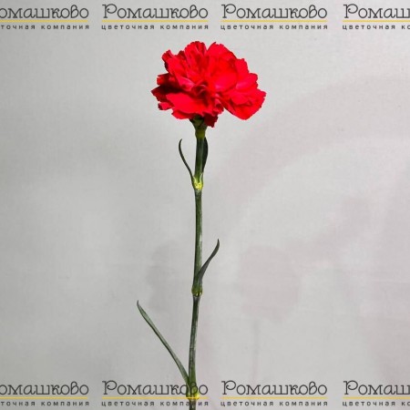 Гвоздика красная одноголовая (Колумбия) за 120 - «Ромашково» в Красноярске