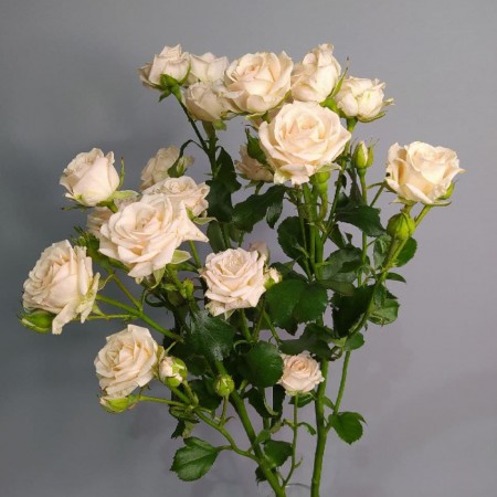 Кремовая кустовая роза за 1 350 - «Ромашково» в Красноярске