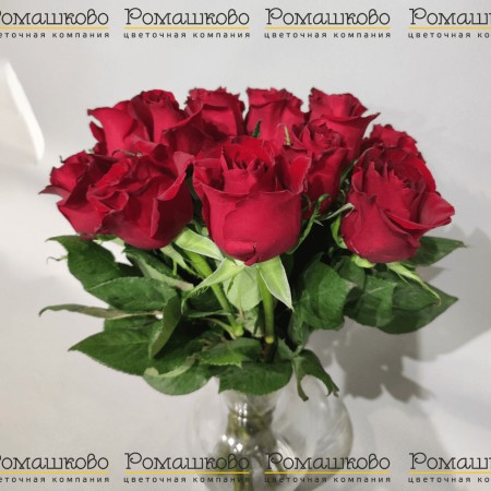 15 красных роз Кения (50см) за 1 399 - «Ромашково» в Красноярске