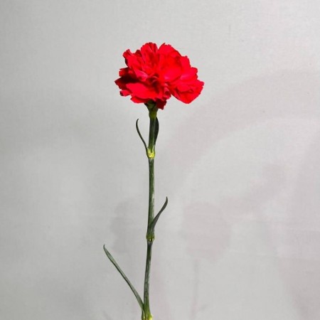 Гвоздика красная одноголовая (Эквадор), 70 см за 120 - «Ромашково» в Красноярске